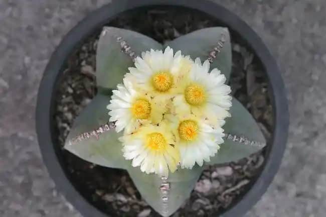 En Güzel Çiçek Açan Kaktüs Türleri ve Bakım İpuçlarıyla Dekorasyona Doğal Zarafet