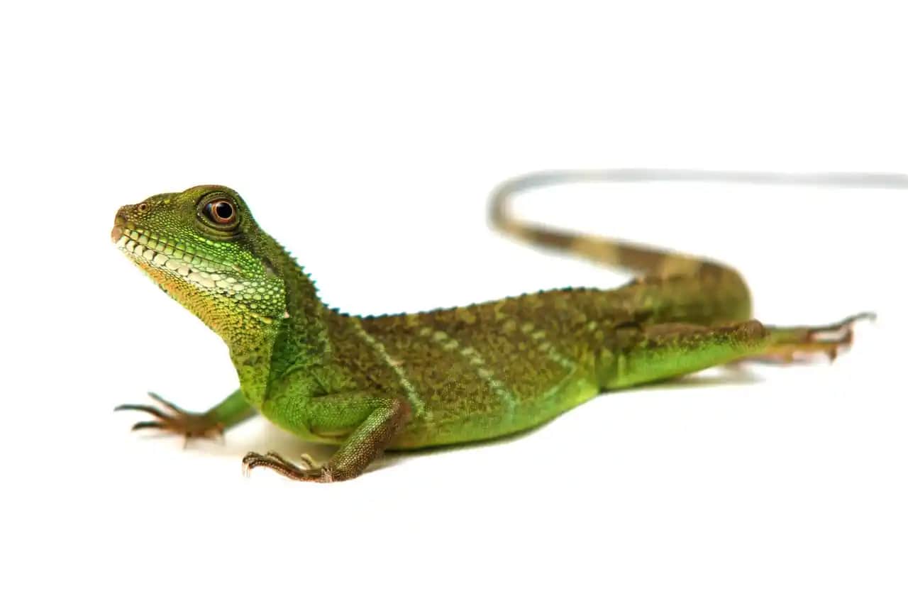 Eşe Teraryumu Nedir, Nasıl Yapılır ve Dekorasyona Katkıları Nelerdir