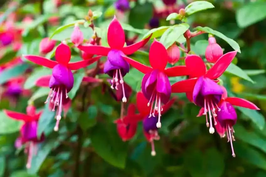 Ev Dekorasyonunu Zenginleştiren En Popüler ve Bakımı Kolay Ev Çiçekleri Rehberi