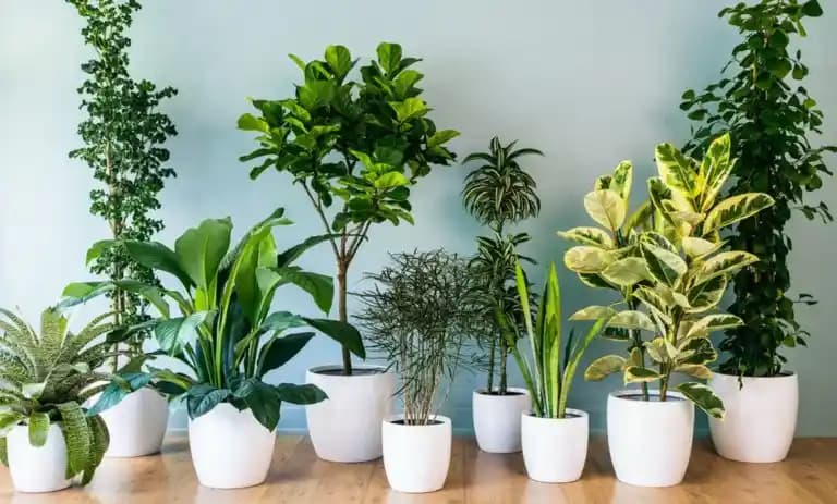 Ev Dekorasyonunu Zenginleştiren En Popüler ve Bakımı Kolay Ev Çiçekleri