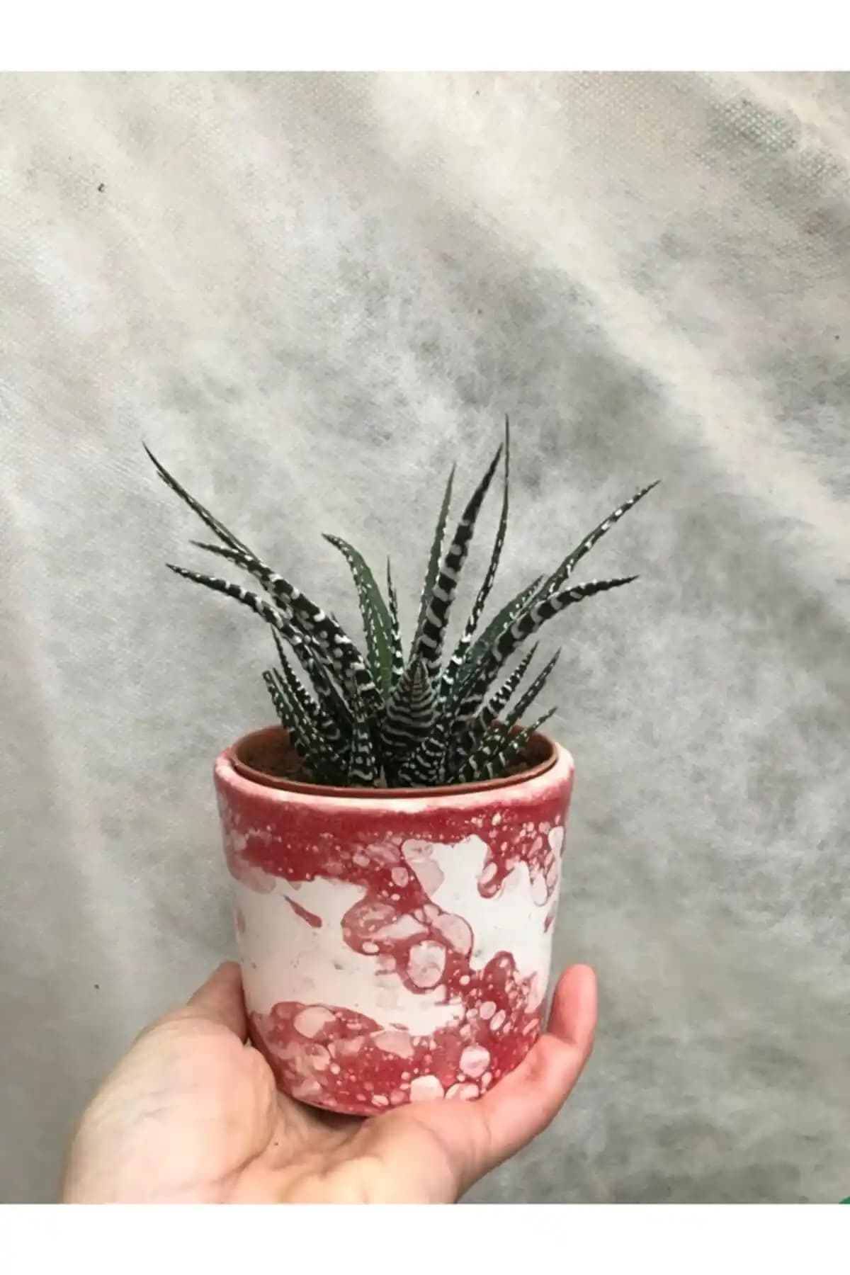 Ev İçin Saksı Dekorasyonunda Trendler ve İlham Verici Fikirler 2023