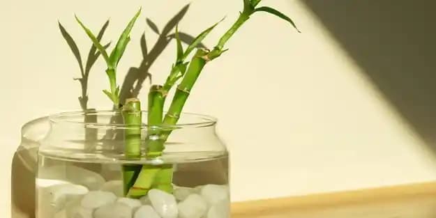 Evde Bambu Bakımı İpuçları ve Doğal Güzelliği Koruma Yöntemleri