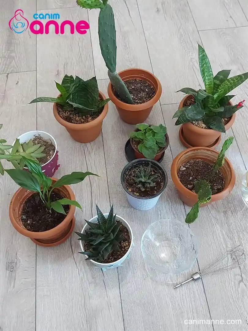 Evde Doğal ve Ekonomik Bitki Besini Yapımı ile Sağlıklı Bitkiler Geliştirme