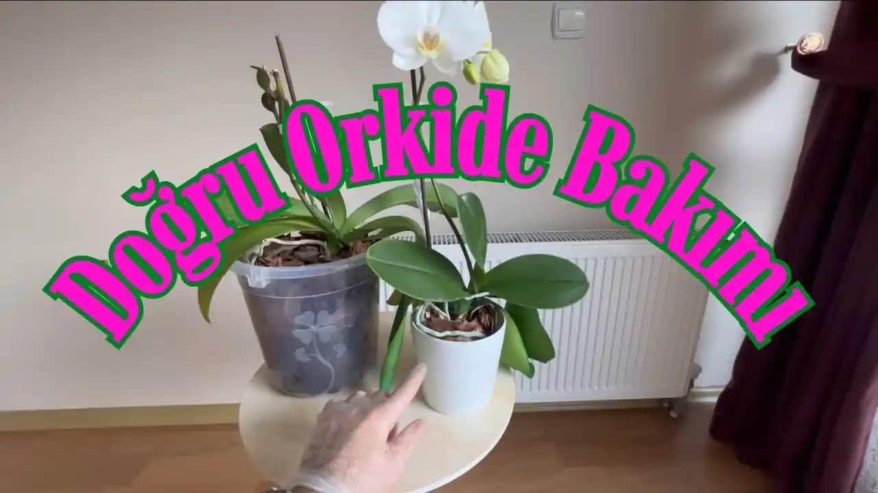 Evde Orkide Bakımı Rehberi: Türler, Bakım İpuçları ve Sağlıklı Çiçekler