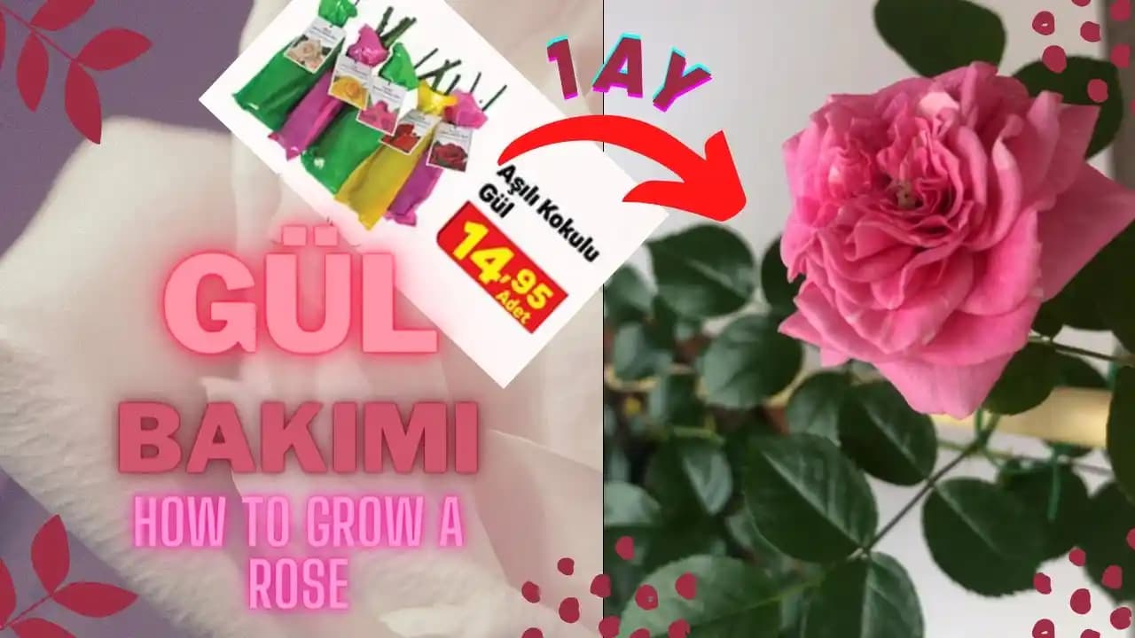 Evde Saksıda Gül Yetiştirmenin Temel Kuralları ve Bakım İpuçları