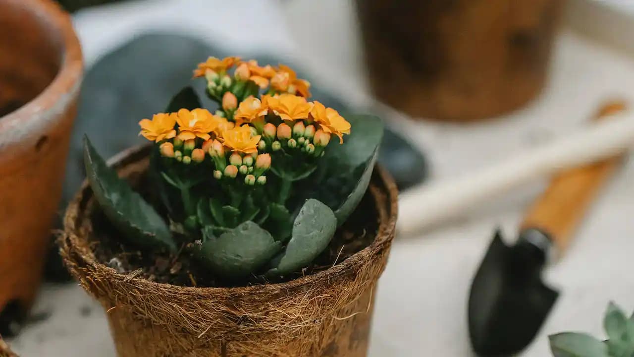 Evde Yetişen Çiçekler: Bakımı Kolay ve Dekorasyonda Kullanım İpuçları