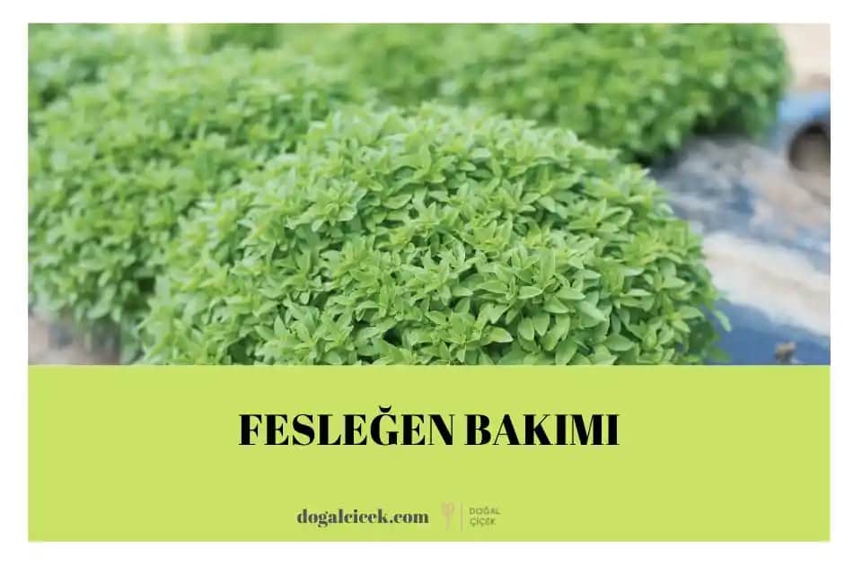 Fesleğen ile Doğal ve Şık Dekorasyon İpuçları ve Kullanım Yöntemleri