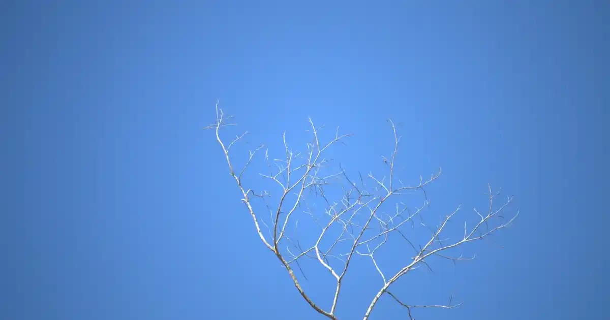 Filtre Kahve Kavanozlarıyla Mutfakta Şıklık ve Fonksiyonellik Sağlama Rehberi