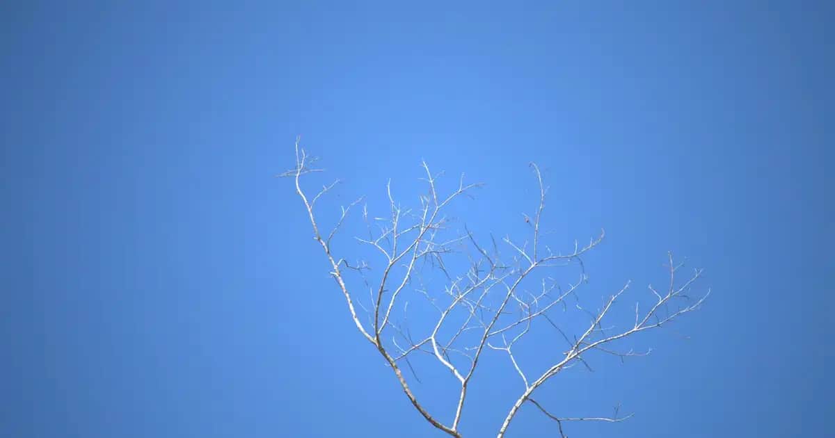 Gold Plastik Tabaklar: Dekorasyonda Şıklık ve Pratiklik Sunan Modern Seçenekler