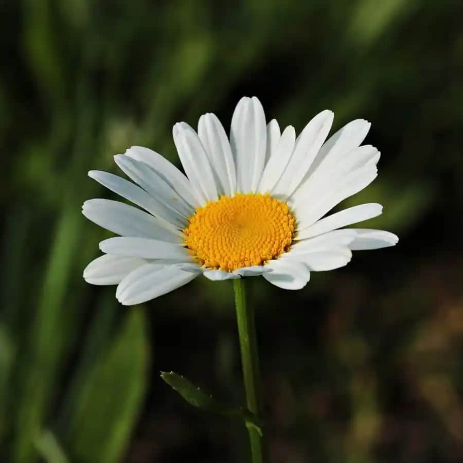 Gül Çiçeğinin Dekorasyonda Kullanımı ve Estetik Anlamları Hakkında Detaylı Bilgi