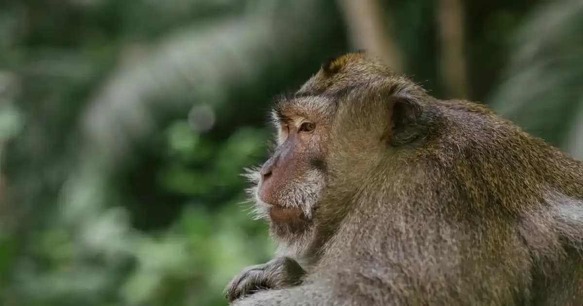 Gümüş Tabaklar ve Dekorasyonda Zarafet ile İşlevselliğin Buluşması