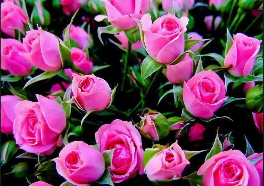 Güzel Çiçek Resimleri ile Dekorasyon ve Mobilyada Yenilikçi Dokunuşlar