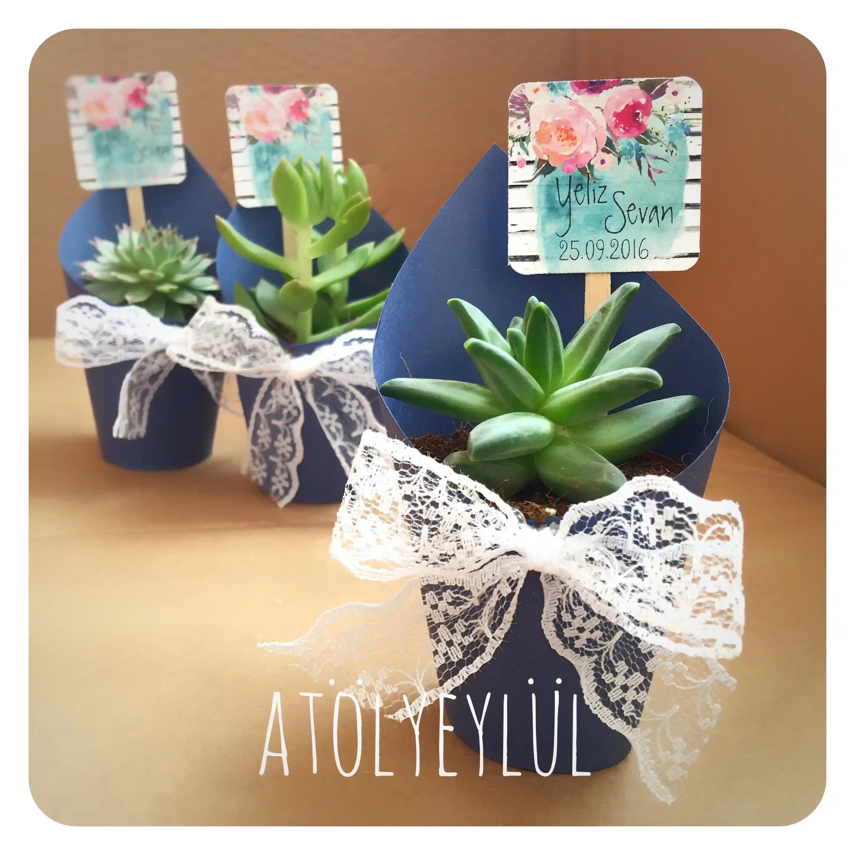 Hediye Kaktüs ile Dekorasyonda Doğal ve Şık Bir Dokunuşun Yolları