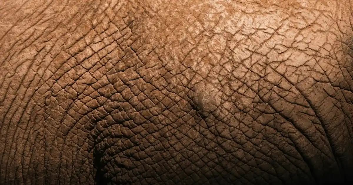 Hera Yemek Takımı: Şıklık ve Dayanıklılığıyla Modern Sofralar İçin En İyi Seçenek