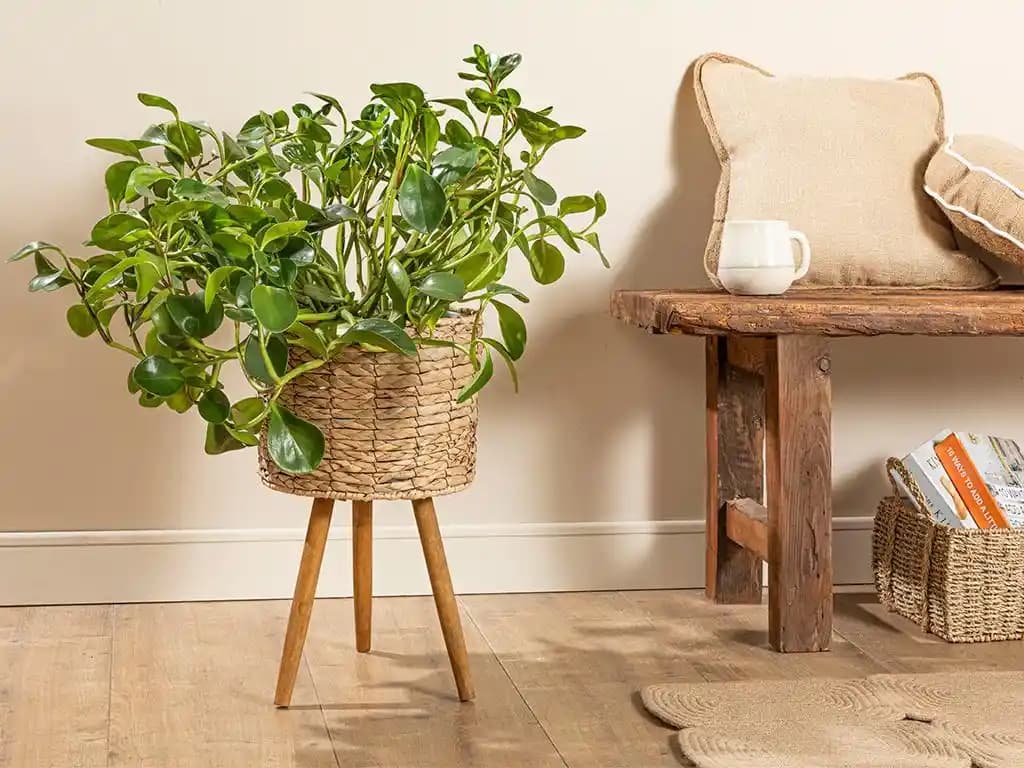 İngiliz Tarzı Dekorasyonda Ayaklı Saksılarla Şıklık ve Fonksiyonellik Artırma