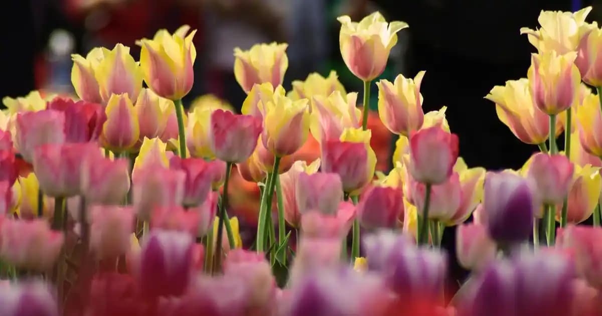 Joseph Kirli Sepetleri ile Modern ve Rustik Dekorasyonlarda Şıklık ve İşlevsellik