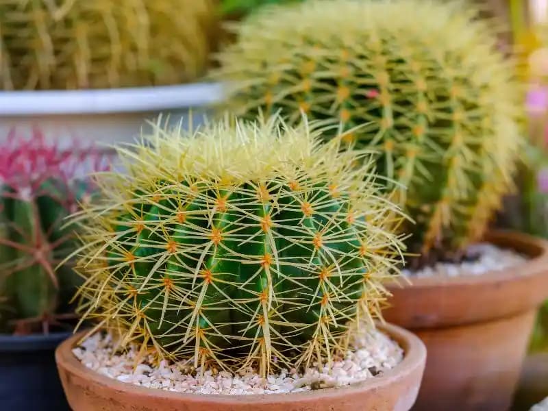 Kaktüs Çeşitleri ve Çiçekleri: Dekorasyonda Zarif ve Dayanıklı Bitki Seçenekleri