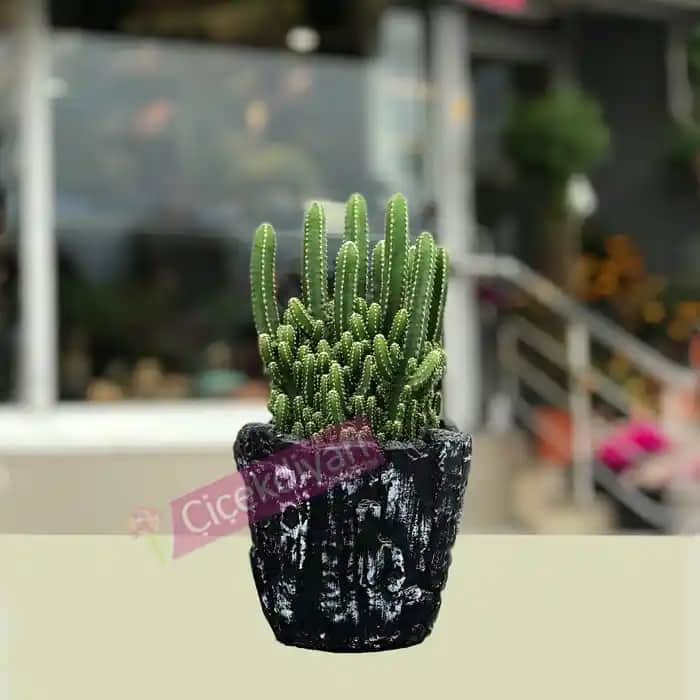 Kaktüs Sepetleri ile Modern ve Şık Dekorasyon Fikirleri ve Bakım İpuçları