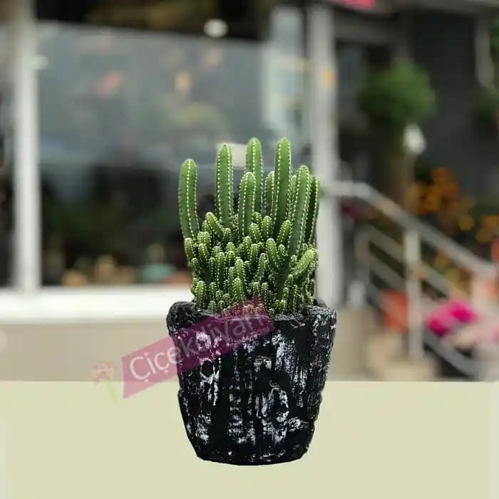 Kaktüs Sepetleri ile Modern ve Şık Dekorasyon Fikirleri ve Bakım İpuçları