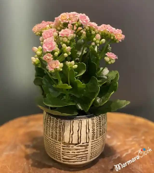 Kalanchoe Çiçeği Bakımı ve Dekorasyonda Renkli Kullanım İpuçları