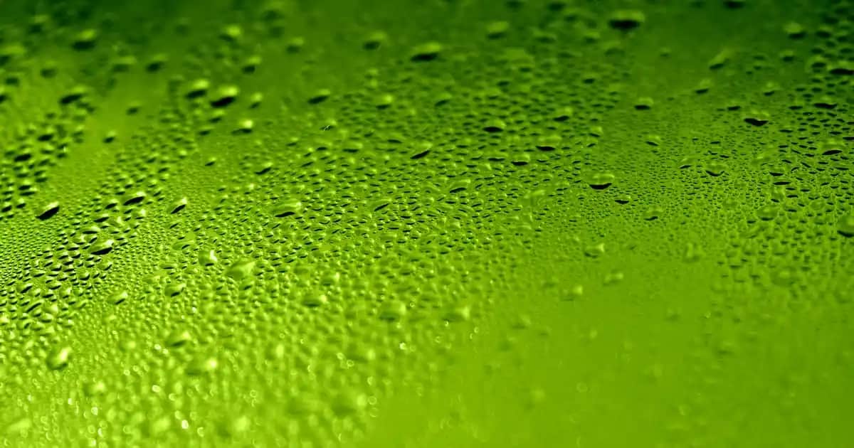 Karadeniz Balık Tavası: Geleneksel Lezzet ve Dekorasyon Fikirleriyle Sofralarınızı Zenginleştirin