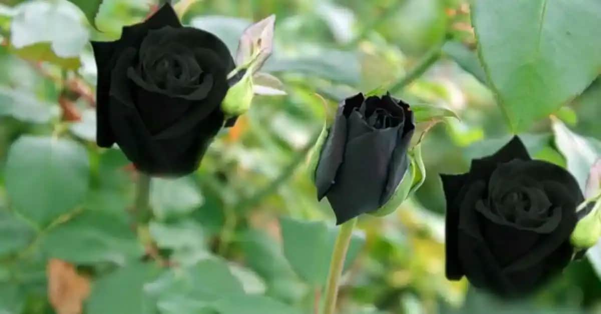 Karagül Çiçeğinin Dekorasyonda Kullanımı ve Estetik Potansiyeli