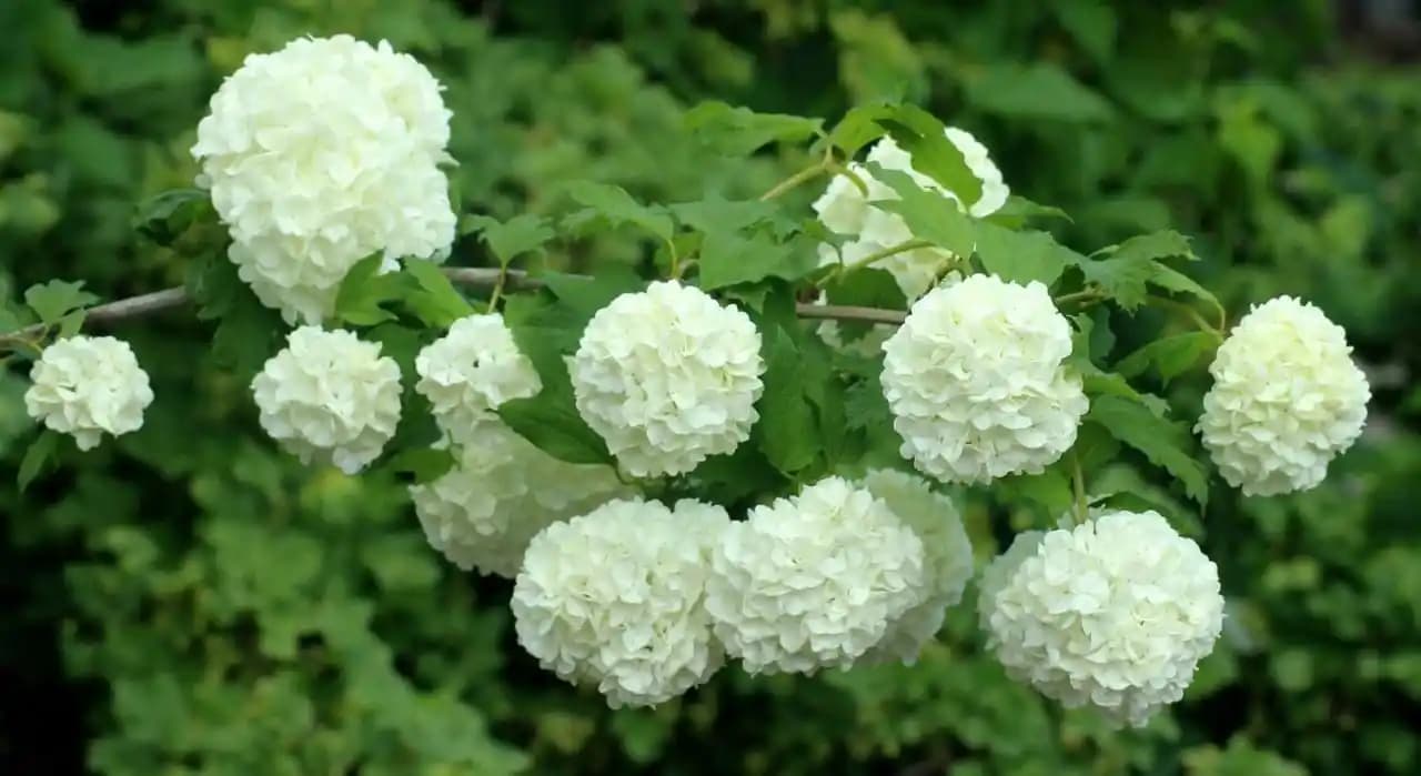 Kartopu Çiçeği ile Dekorasyonda Doğal ve Zarif Dokunuşlar