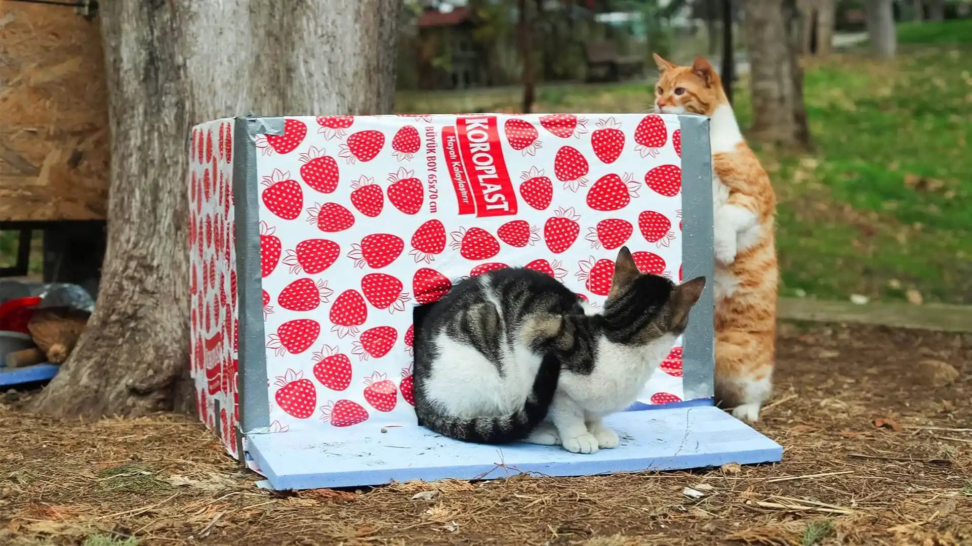 Kedi Evi Seçimi ve Dekorasyonda Şık ve Fonksiyonel Detaylar