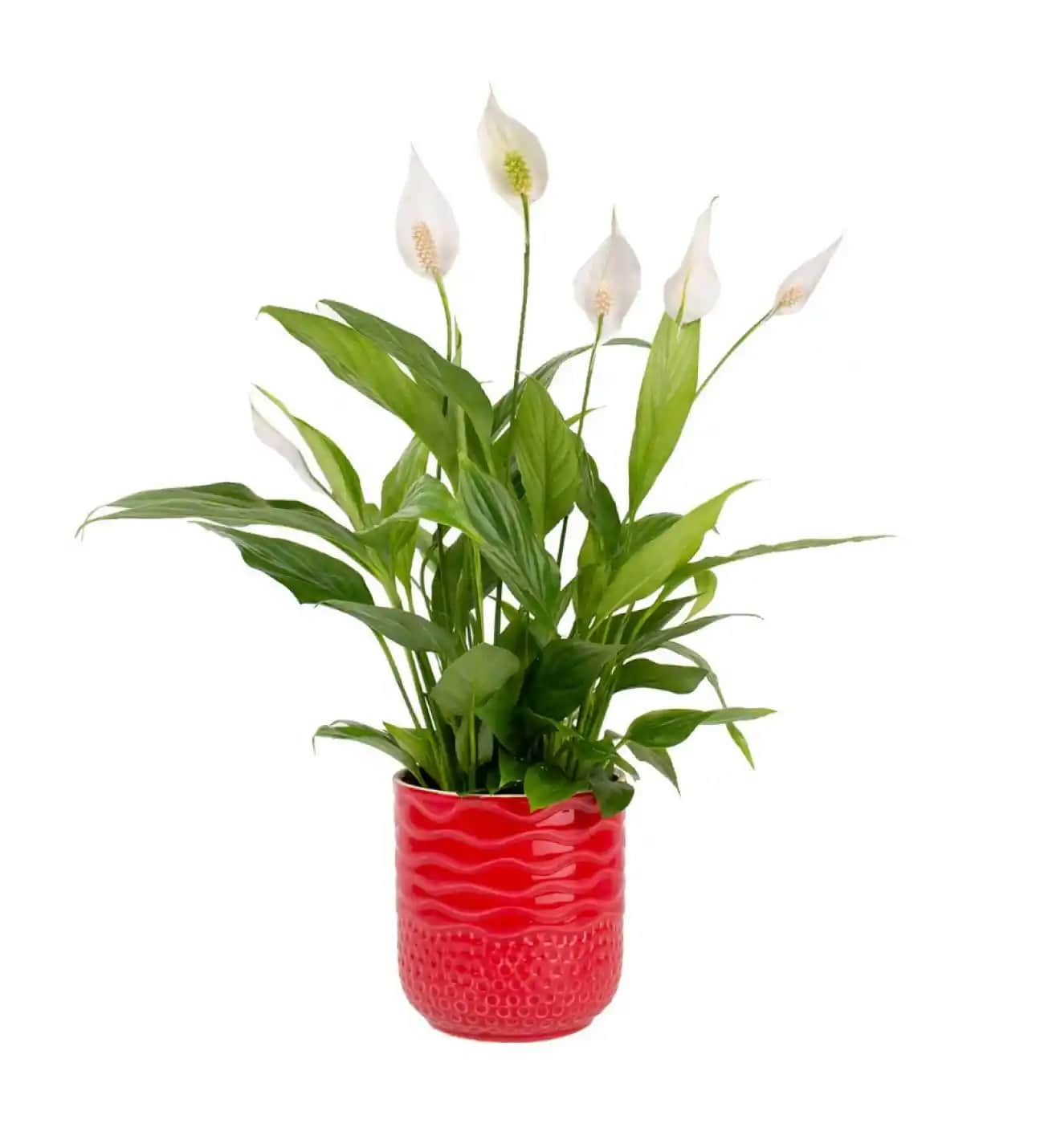 Kırmızı Barış Çiçeği Dekorasyonda Şıklık ve Anlamın Buluşması