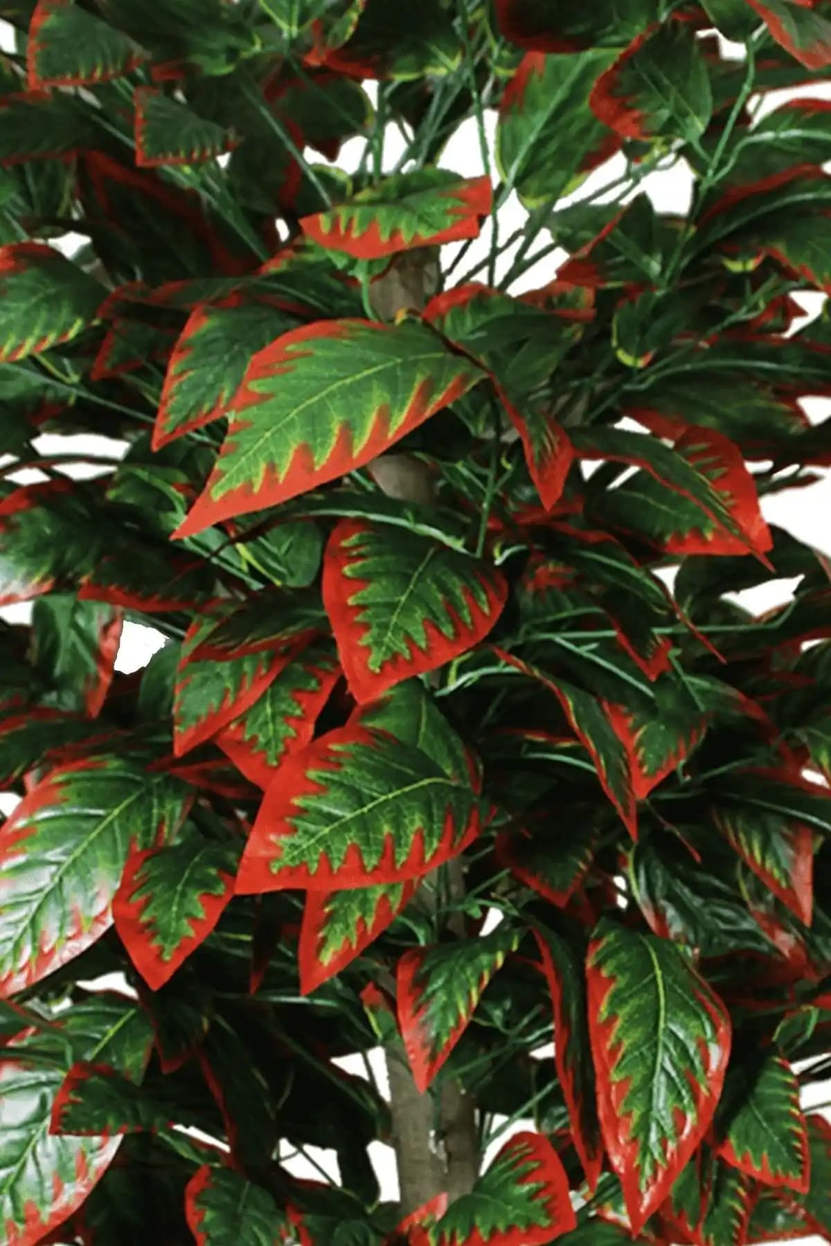 Kırmızı Ceviz Ağacı: Doğal Şıklık ve Dayanıklılık Sunan Dekorasyon ve Mobilya Seçenekleri