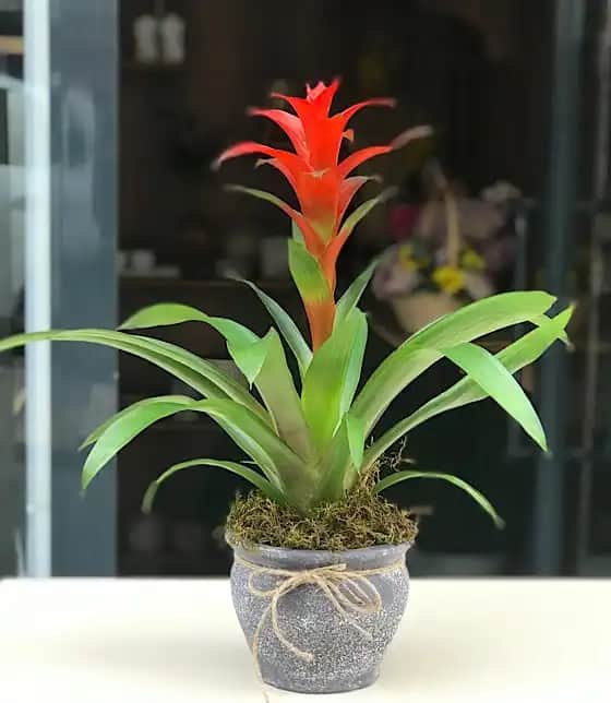 Kırmızı Guzmania Çiçeği ile Modern ve Canlı İç Mekân Dekorasyonu