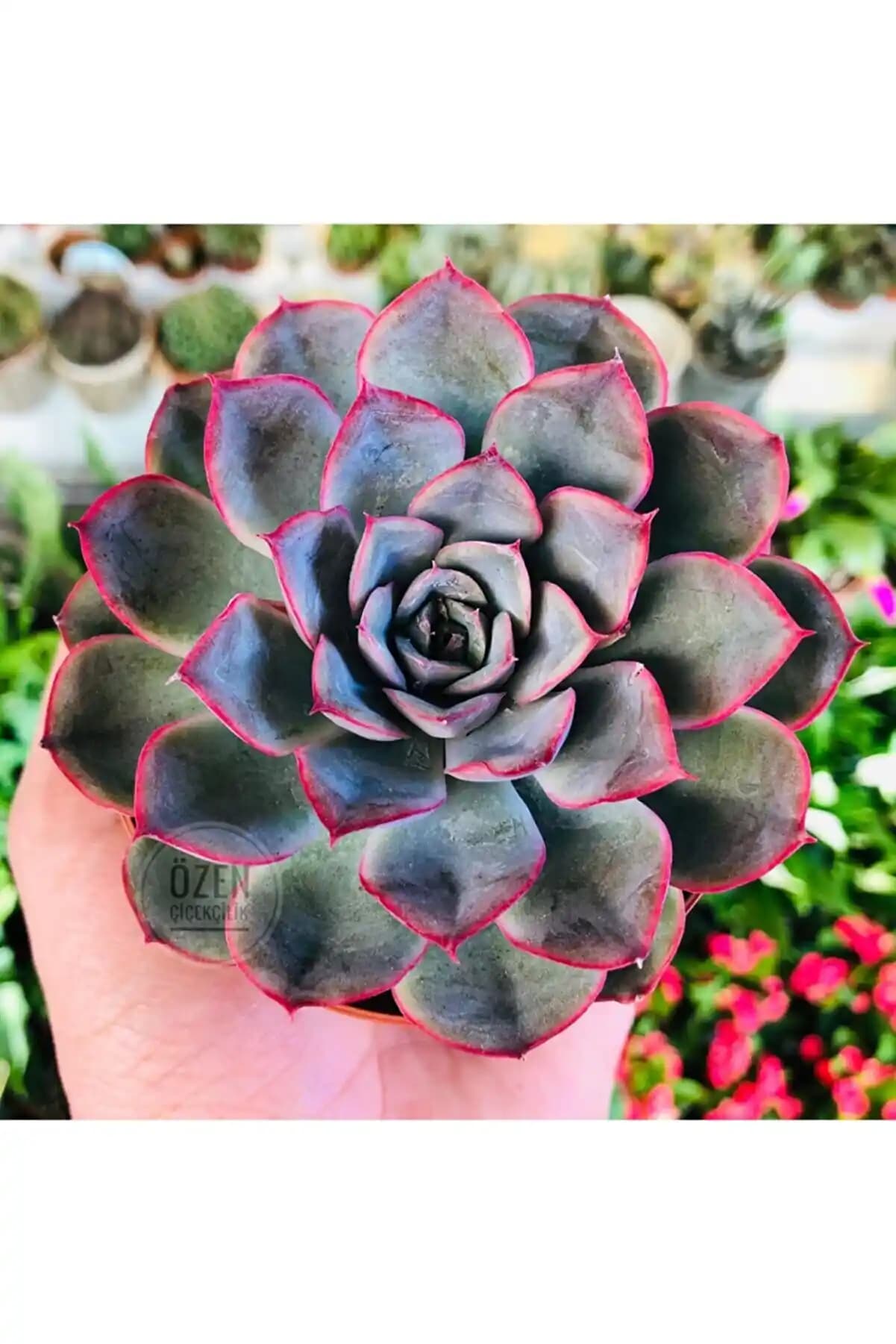 Kırmızı Sukulent ile Dekorasyonun En Çarpıcı ve Modern Detayları