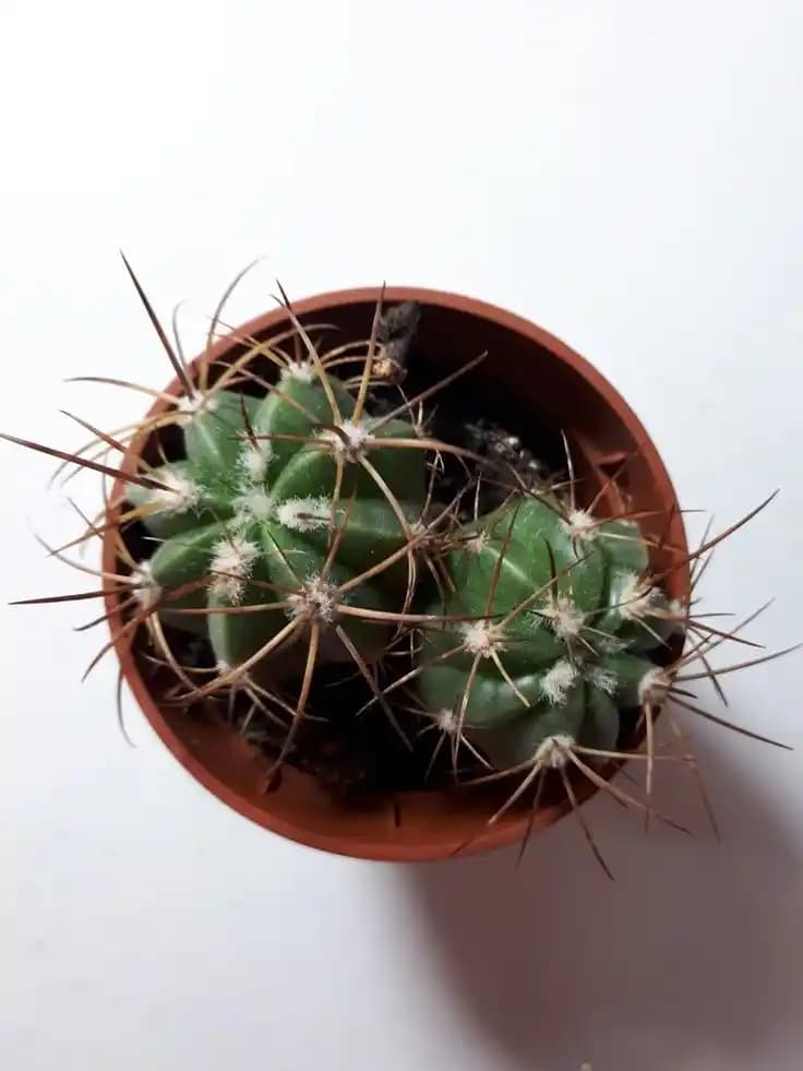 Küçük Kaktüslerle Dekorasyonda Ferah ve Şık Dokunuşlar