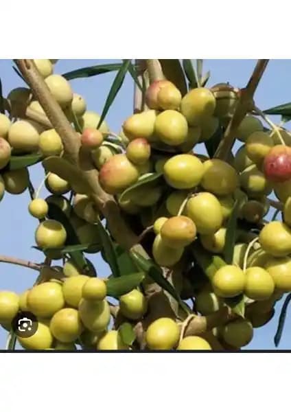 Küçük Zeytin Ağacı Dekorasyonda Doğal ve Sürdürülebilir Bir Seçenek