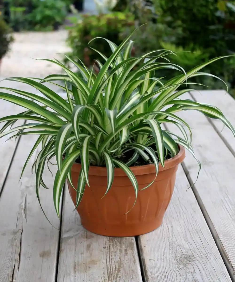 Kurdele Çiçeği ile Dekorasyonda Zarif ve Yaratıcı Dokunuşlar Yaratmak