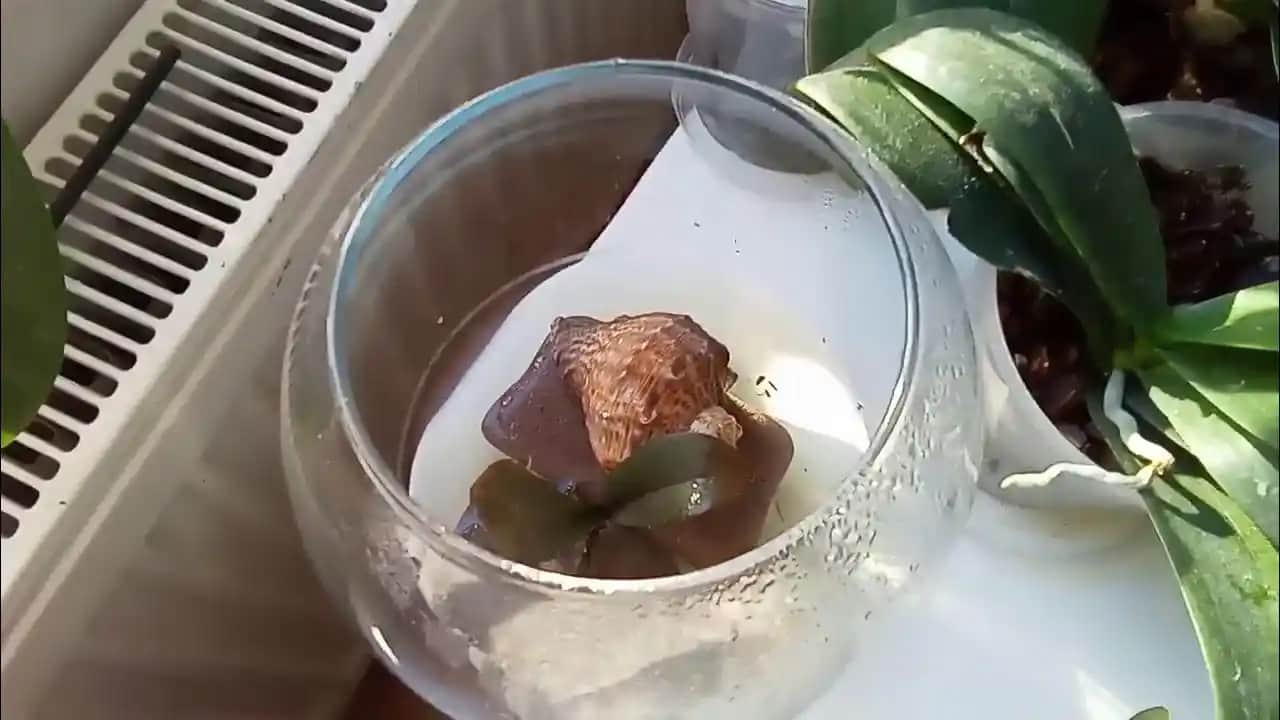 Kuruyan Orkide Bakımı ve Canlandırma Rehberi: Sağlıklı ve Canlı Bitki Yetiştirme İpuçları