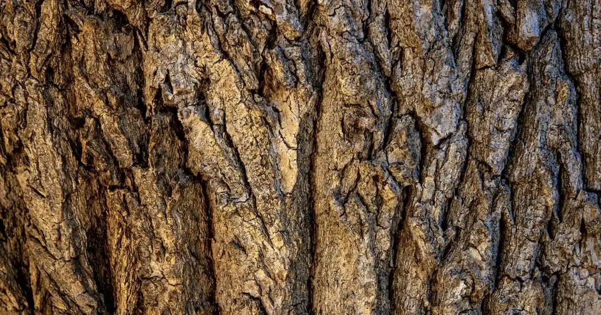 Kuşlu Fincan Takımıyla Ev Dekorasyonunda Şıklık ve Fonksiyonellik Artırın