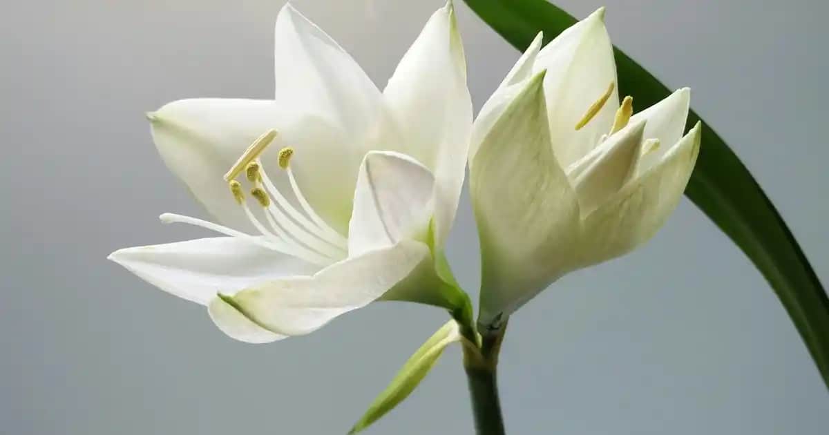 Lav Kavanozlar ile Dekorasyonda Şıklık ve Fonksiyonellik Bir Arada