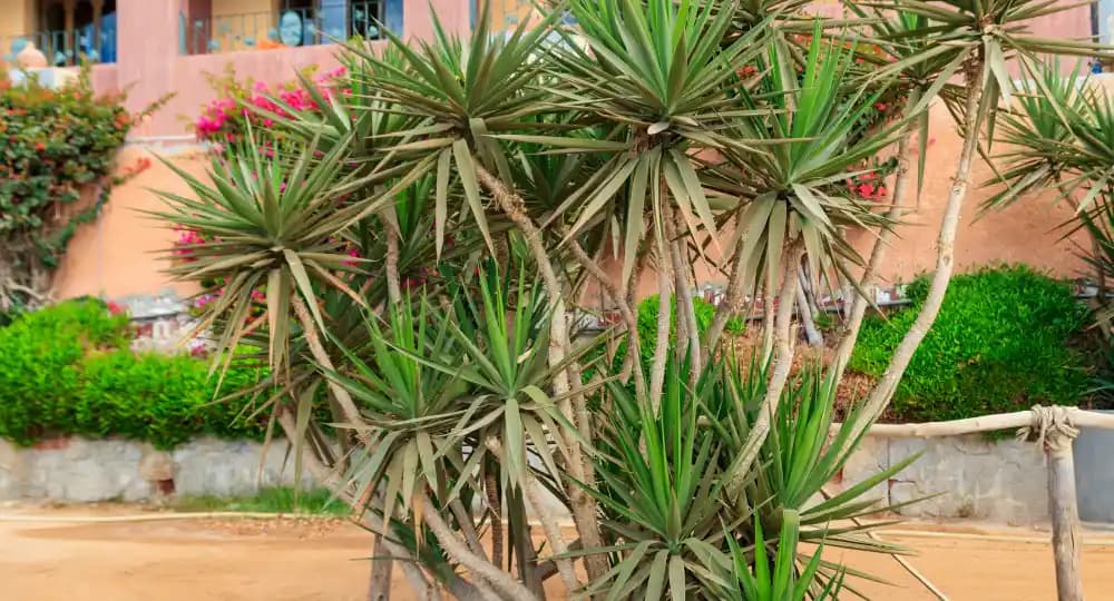 Madagaskar Dragon Ağacı Bakımı ve Dekoratif Kullanım İpuçları