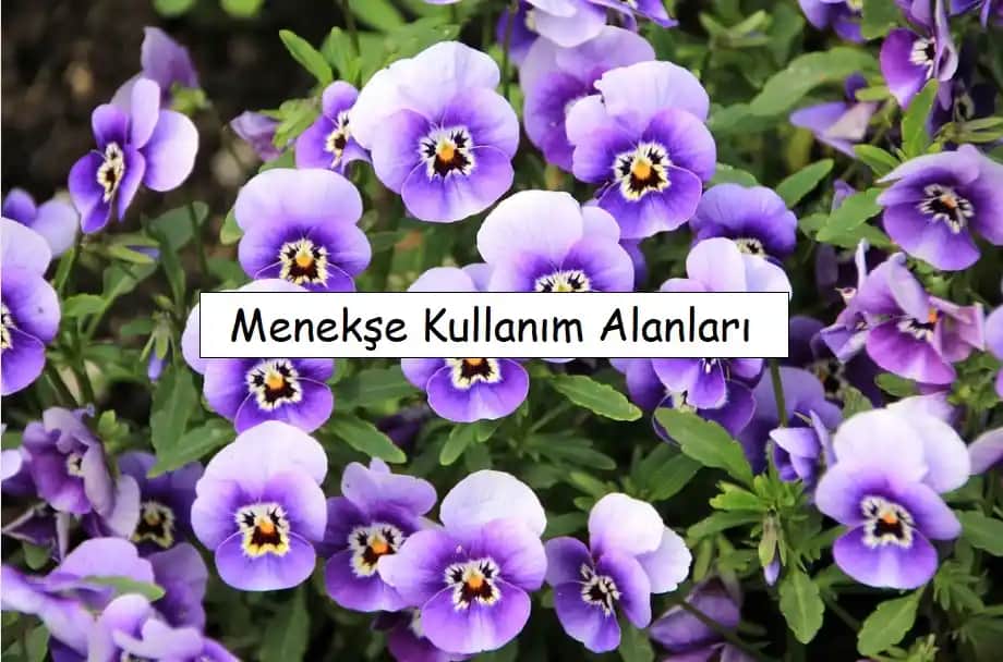 Menekşe Dekorasyonda Zarafet ve Doğallık Sağlayan Estetik Bitki Seçenekleri