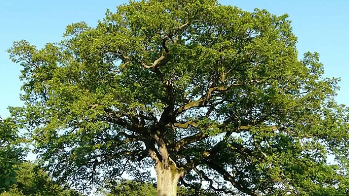 Meşe Ağacının Özellikleri ve Dekorasyonda Kullanım Fırsatları