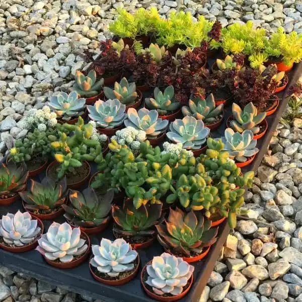 Mini Sukulentlerle Dekorasyon: Estetik ve Pratik İç Mekan Bitkisi Seçenekleri