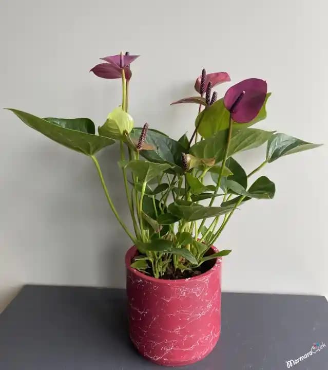 Mor Antoryum Çiçeği ile Dekorasyonda Zarafet ve Doğallığın Buluşması