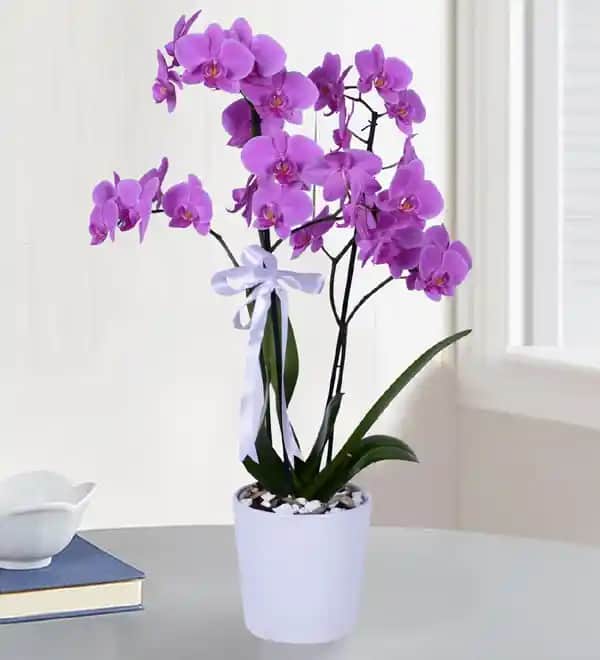 Mor Orkide Dekorasyon ve Hediye Seçenekleriyle Zarafet ve Anlam Katın