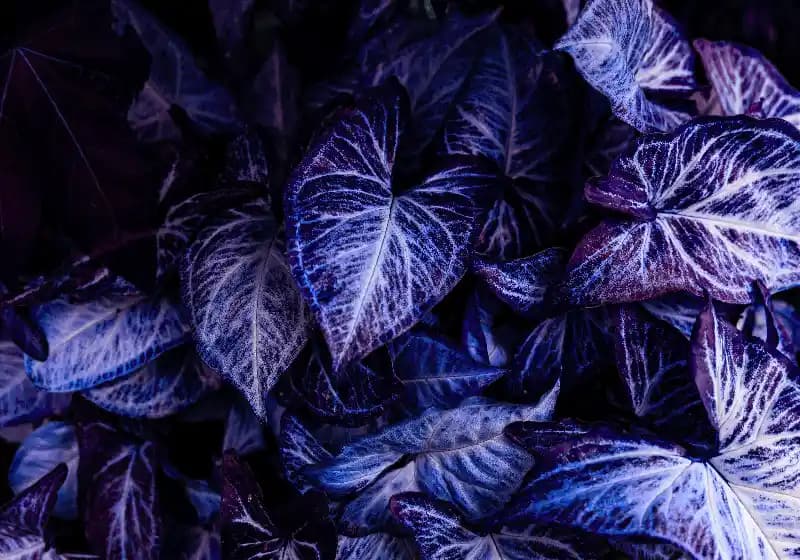 Mor Yaprak Dekorasyonuyla Mekânlara Zarif ve Doğal Bir Dokunuş Yaratın