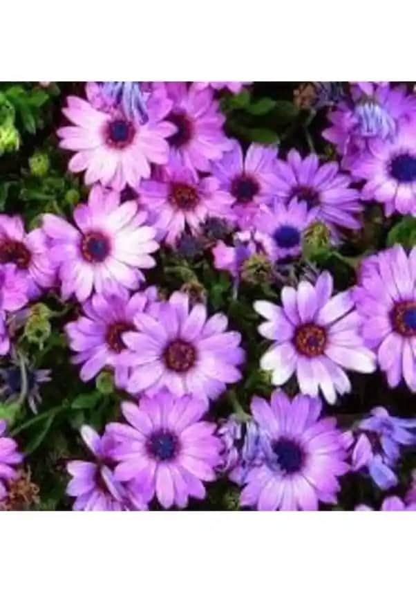 Nadir Bulunan Çiçekler ve Dekorasyonda Kullanım İpuçları