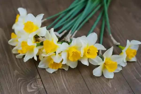 Nergiz Çiçeğinin Dekorasyonda Kullanımı ve Anlamı: Zarafet ve Doğallığın Buluşması