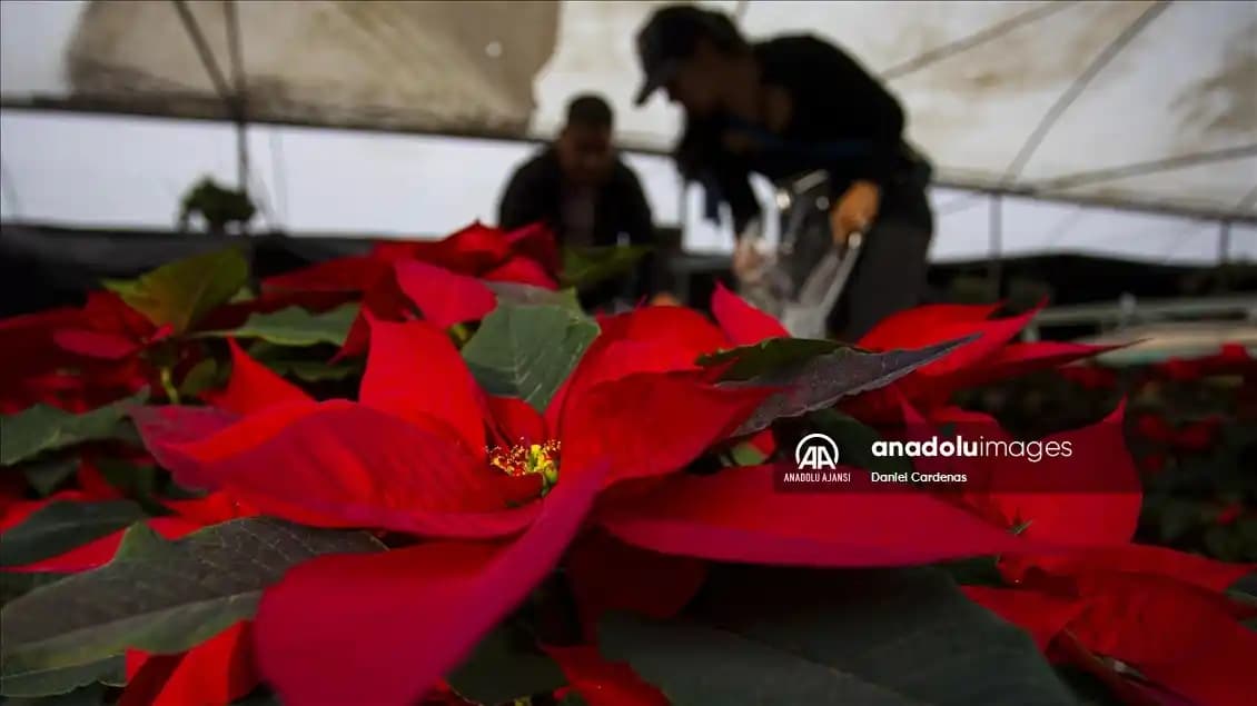 Noel Çiçeği Dekorasyonunda Zarafet ve Sembolizm: Yılbaşı Atmosferini Tamamlayan Bitki