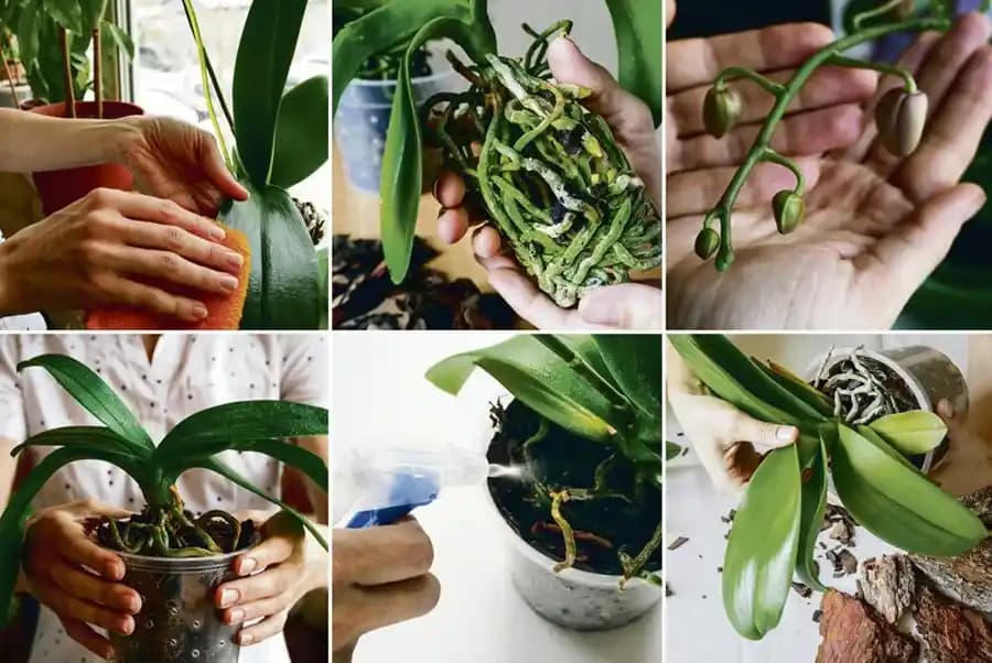 Orkide Bakımı Rehberi: Evde Sağlıklı ve Güzel Bir Orkide Yetiştirmenin Yolları