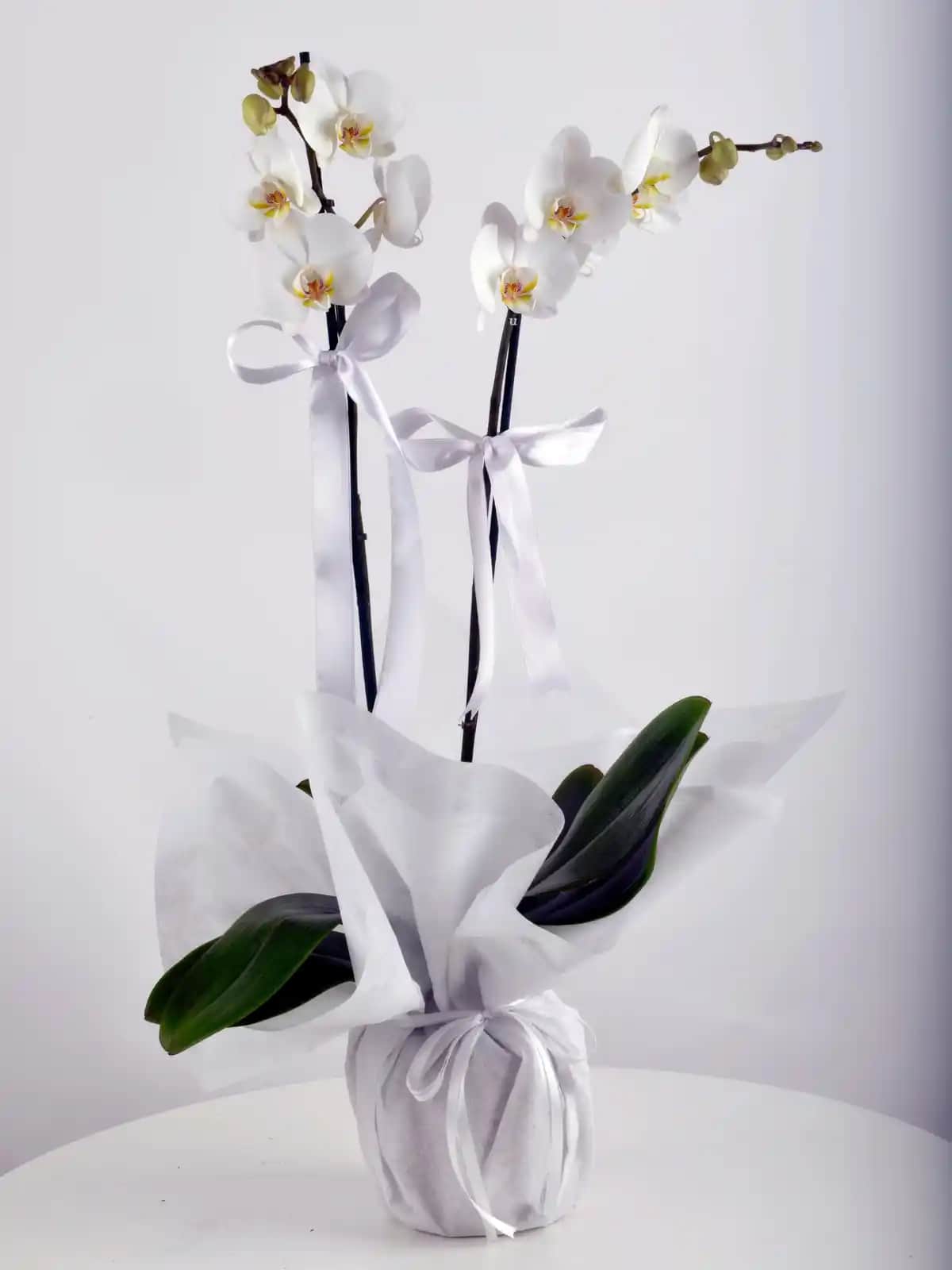 Orkide Çift Dal Dekorasyonunda Zarafet ve Estetiğin En Güzel Yolu